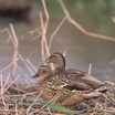 Hawaiian Duck